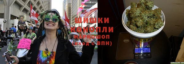 прущие грибы Белокуриха